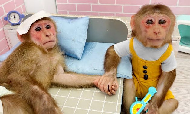 Bibi- The Monkey Is Back To Home From The Animal Sanctuary