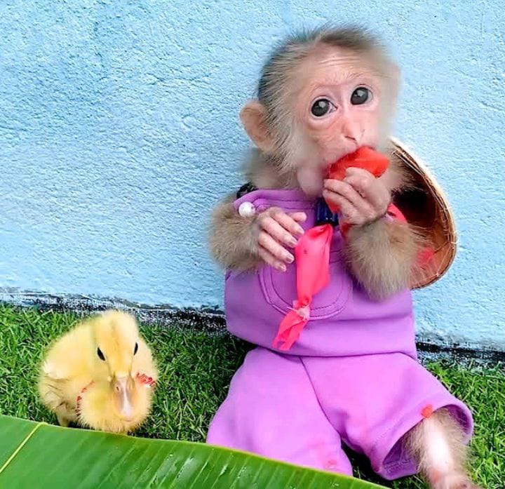 Bibi- The Monkey Is Back To Home From The Animal Sanctuary