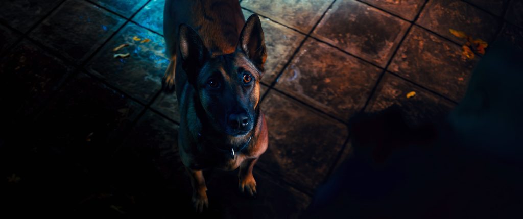 John Wick: Chapter 4 Grossed $375 Million At The Worldwide Box Office (Reports)