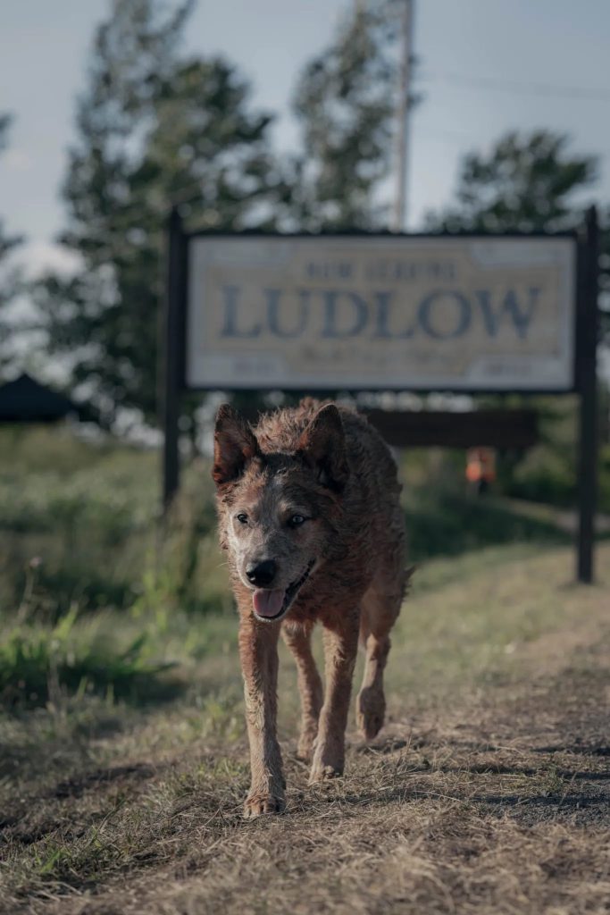 Paramount+ First Look and Release Date for 'Pet Sematary: Bloodlines'