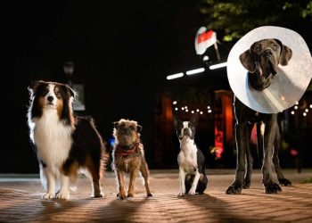 'Strays' Director Chooses Real Dogs Over CGI for 95% of the Film