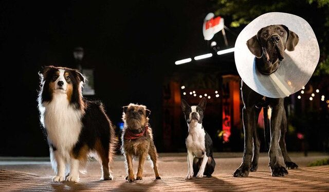 'Strays' Director Chooses Real Dogs Over CGI for 95% of the Film