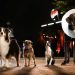 'Strays' Director Chooses Real Dogs Over CGI for 95% of the Film