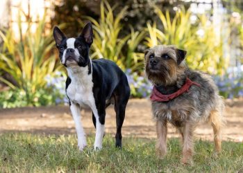 'Strays' Director Chooses Real Dogs Over CGI for 95% of the Film