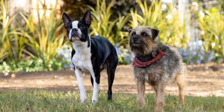 'Strays' Director Chooses Real Dogs Over CGI for 95% of the Film