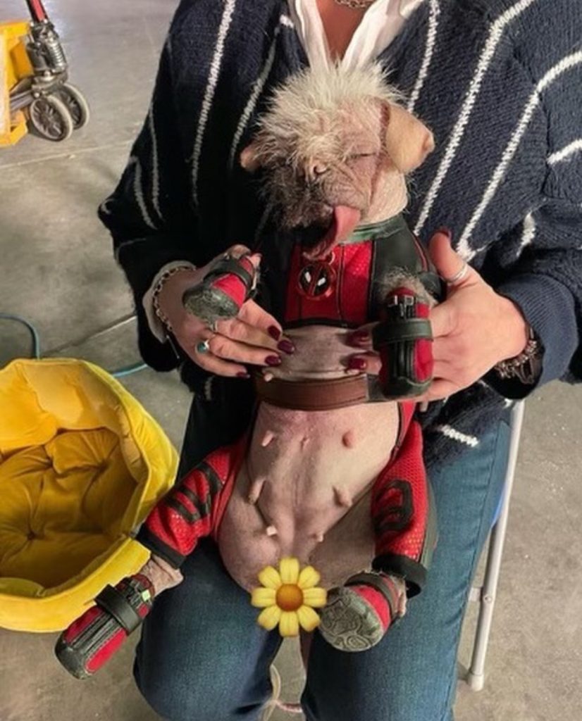 Dogpool Wraps Up Filming for Marvel's 'Deadpool 3'