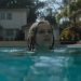 'Night Swim' Earned $5.2M on Opening Day at Box Office