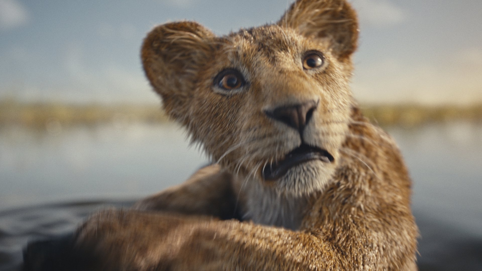 'Mufasa The Lion King' Trailer From Orphaned Cub to The Lion King