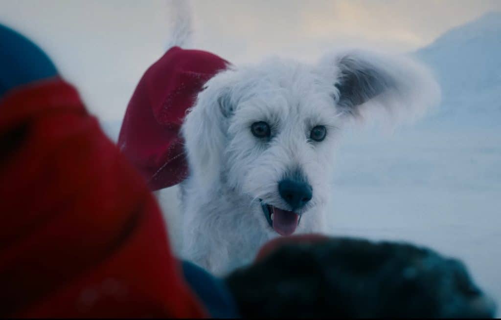 Krypto in James Gunn’s ‘SUPERMAN