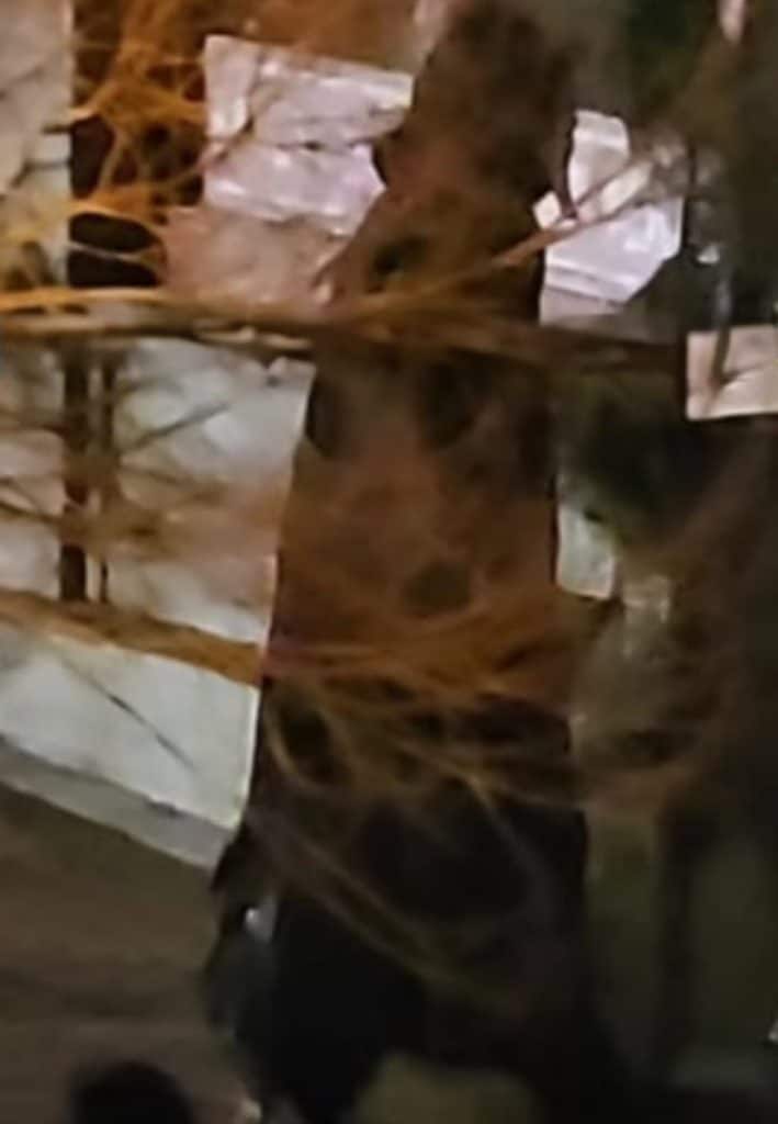 Ghostface spotted on Scream 7 set