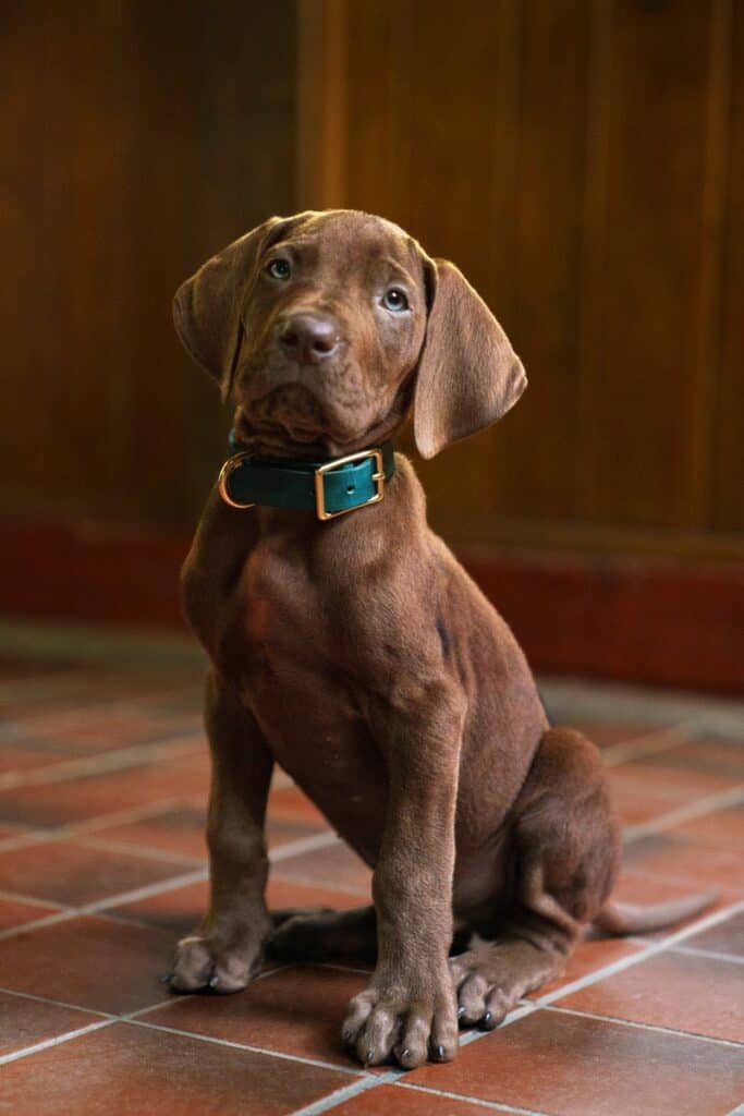 The first look at Netflix's live-action Scooby-Doo: Origins has arrived, showcasing Scooby-Doo's adorable debut alongside Shaggy.