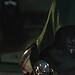 Doctor Doom